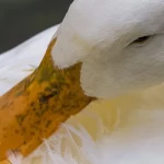 Lông Vịt Chất Lượng Cao